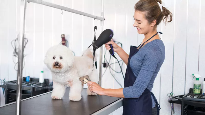 ESTÉTICAS CANINAS Y SPA